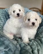 Beautiful Maltese X Bichon Frise puppies to go to their forever home for sale.