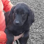 Black Labrador pups, IKC registered for sale.