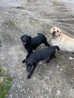 Black Labrador puppies in Clare for sale.