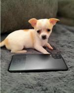 Chihuahua puppies for sale.