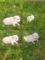 Pomeranian Puppies in Galway for sale.