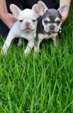 French Bulldog, IKC registered for sale.