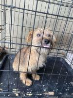 Tyson the Crossbreed Terrier for sale.