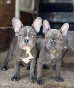 Pure breed French Bulldogs for sale.