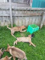 IKC registered German Shepherd pups for sale.