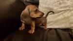 Lovely Miniature Dachshund puppies for sale.