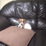 Female Jack Russell puppy for sale.