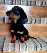 Male Dachshund puppy for sale.