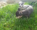 Amazing Chihuahua pups in Kildare for sale.