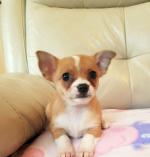 Chihuahua Puppies in Dublin for sale.