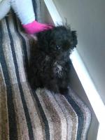 Male black Poodle puppy for sale.