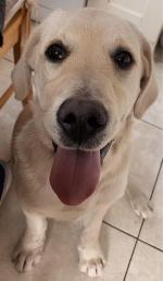 Digger the Labrador in Mayo for sale.