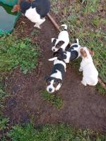 Jack Russell pups for sale.