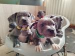 (1 Female left) Blue Staffordshire Bull Terrier pup for sale.