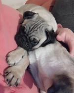 Pug puppies for sale €500 for sale.