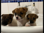 2x male Jack Russell pups for sale.