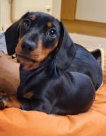 Miniature Dachshund pups for sale.