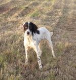 English Setter for sale.