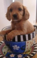 Cavapoo puppies in Wexford for sale.