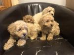 Cavapoochon puppies in Limerick for sale.