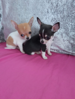 Teacup Chihuahua pups for sale.