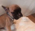 French Bulldog puppies for sale.