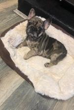 French Bulldogs-1000 for Merles for sale.