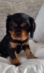 Female King Charles puppy for sale.
