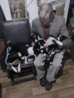 ISDS Border Collie puppies for sale.
