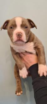 American Pocket Bully for sale.