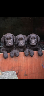 Chunky Pure Bred Chocolate Labradors for sale.