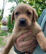 Fox Red Labrador Puppies for sale.