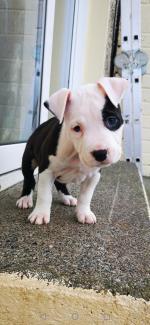 PURE BREED AMERICAN STAFFORDSHIRE TERRIER PUPS(IKC registered ) for sale.
