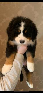 Bernese Mountain Dog puppies for sale.