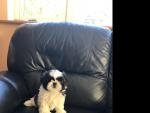 Shih tzu [sold].