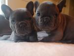French Bulldog puppies in Wexford for sale.