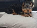 Minnie and Dobby the Yorkshire Terriers for sale.