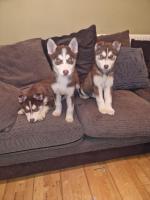 Husky pups in Meath for sale.