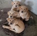 Labrador in Wexford for sale.