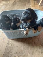 Female Black & Tan Jack Russell puppies for sale.