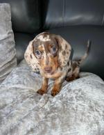 Irish Kennel Club Registered Dachshund puppies for sale.