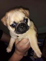 Pug Puppies for sale.