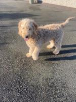 Beautiful goldendoodle puppies for sale.