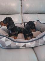 IKC miniature Dachshund puppies for sale.