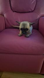 T cup Chihuahua for sale.