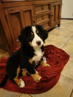 Bernese Mountain pups *1 female available* for sale.