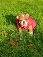 1 English Bulldog Puppy left. Athlone. ICBR Registered for sale.