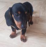 Dachshund puppies in Dublin for sale.