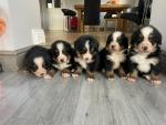 Bernese Mountain Dogs  *only 1 left - male* for sale.