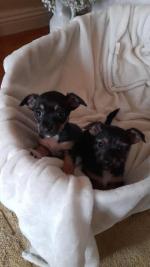 Lucky and Sally the Jack Russell Terrier puppies for sale.